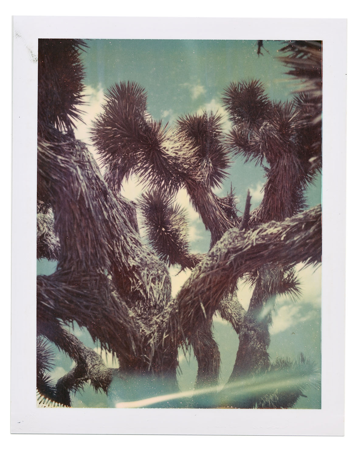 Joshua_Tree_2